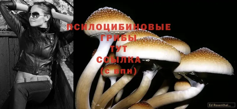 Псилоцибиновые грибы Cubensis  shop наркотические препараты  Дно 